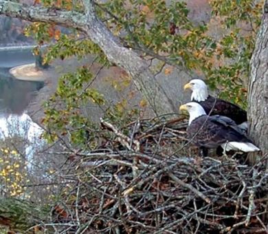 eagles in nest