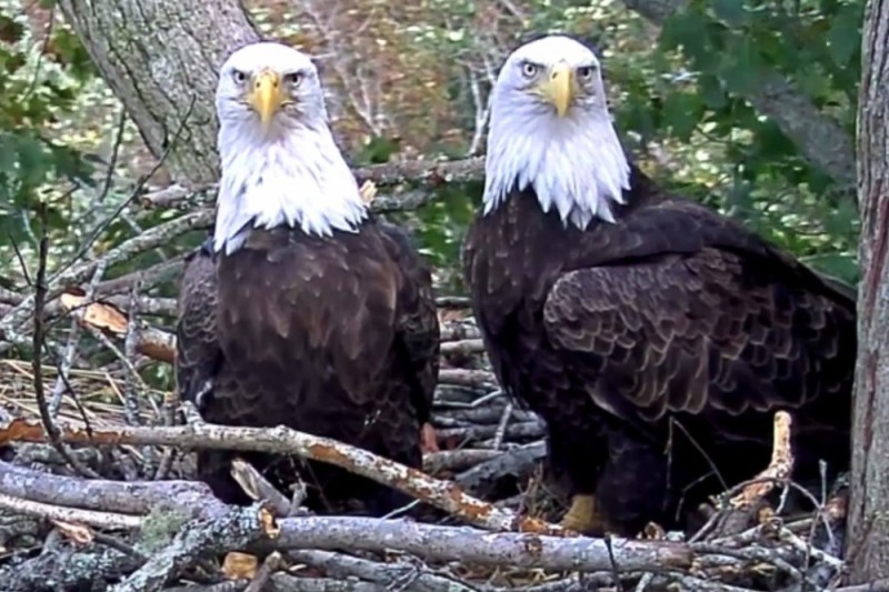 eagles in nest