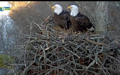 The Dale Hollow Eagles Have Names