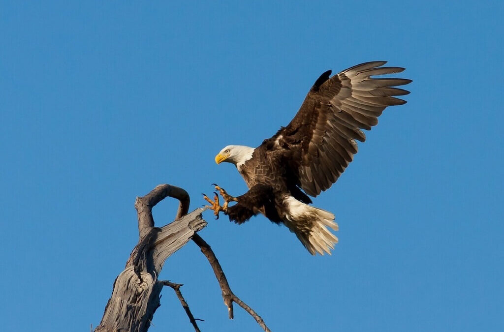 Dale Hollow Eagles