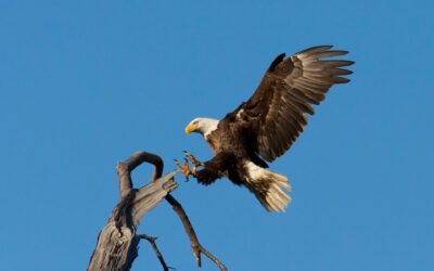 Dale Hollow Eagles