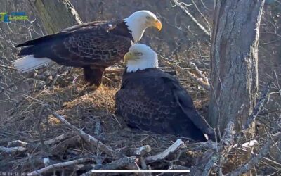 Dale Hollow Eagle Cam Entertains and Educates