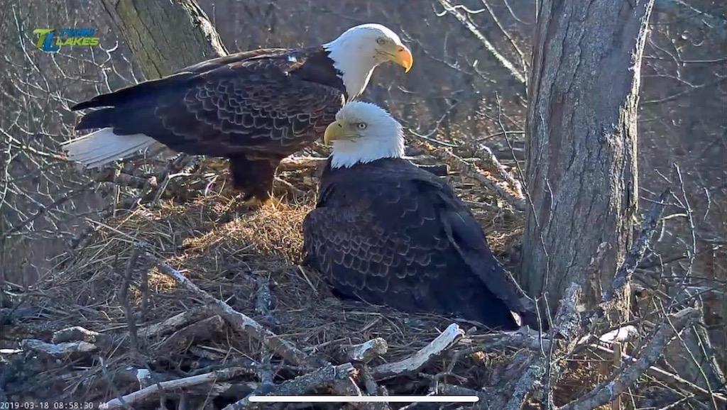 Obey and River Dale Hollow Lake eagles