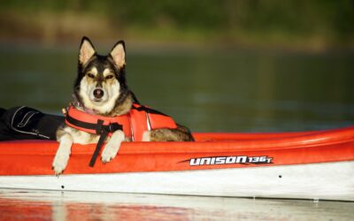 Ensuring Pet Safety During Boating Adventures
