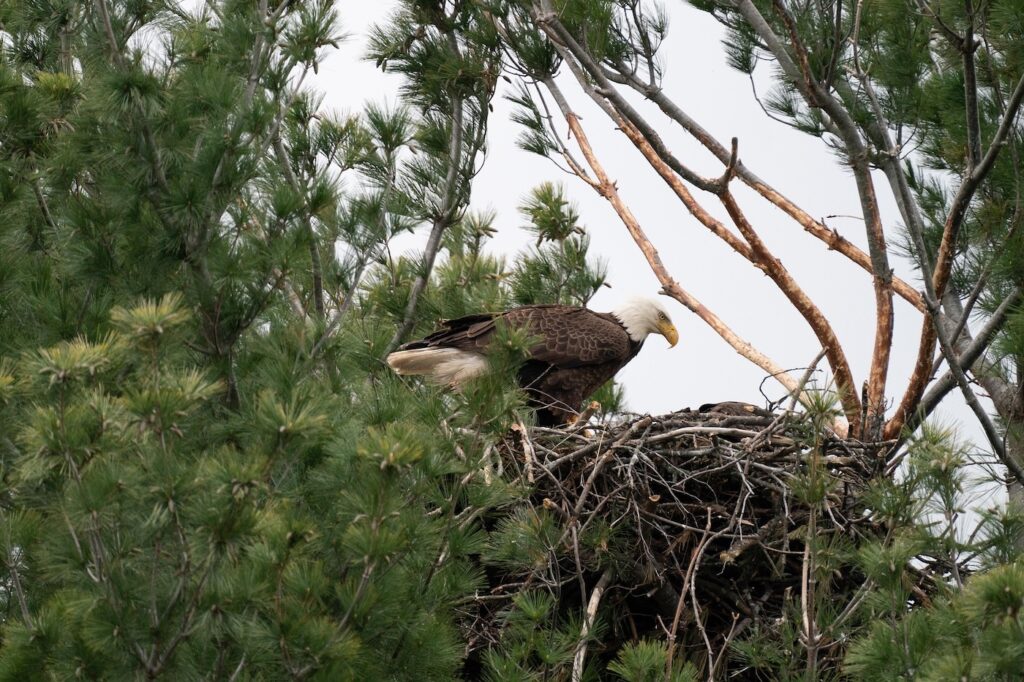 eagle in flight